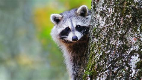 Les Gestes Barrières à Adopter Face à Lespèce Invasive Du Raton Laveur