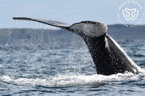 Augusta Whale Watching | Whale Watch Western Australia