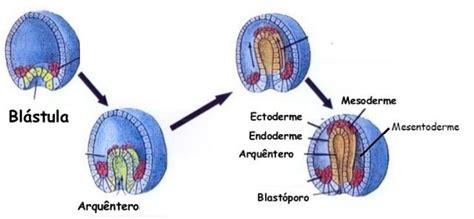 O Que É Gastrulação - Embriologia: entenda o que é blastulação e gastrulação