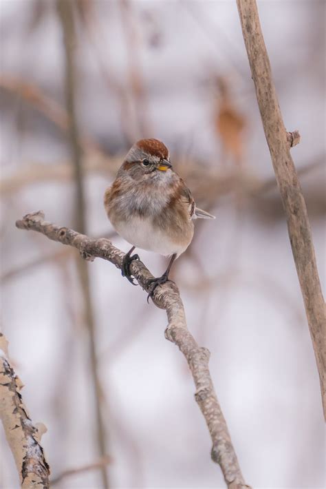 Bruant Hudsonien American Tree Sparrow Spizella Arbore Flickr