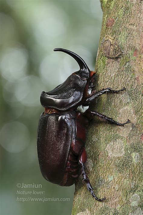 Rhino beetle - Jamiun's Photography