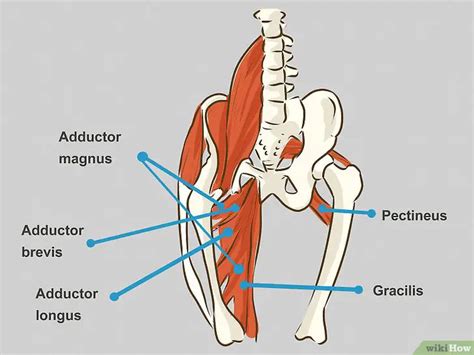 Groin Muscles Diagram Humanandanimal Anatomy And Physiology Diagrams