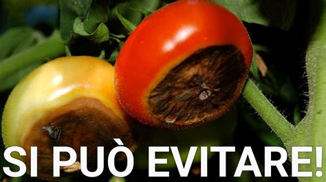 Marciume Apicale Del Pomodoro Prevenzione E Rimedi Youtube