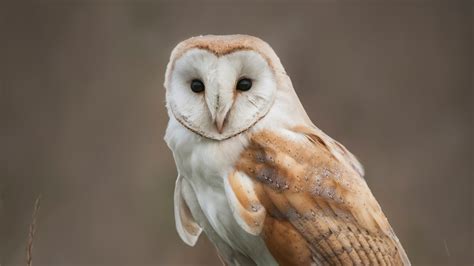 Barn Owl - Elmwood Park Zoo