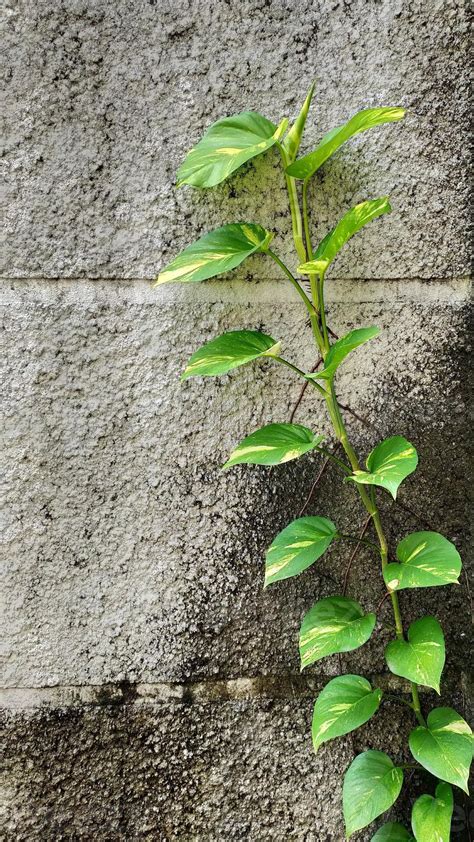 Epipremnum Aureum Know As Devils Ivy Can Creeping On The Wall And On