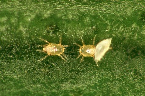 Mites In Citrus Agriculture And Food