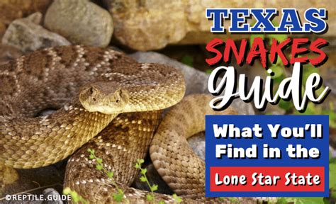 Texas Snakes Guide What Youll Find In The Lone Star State