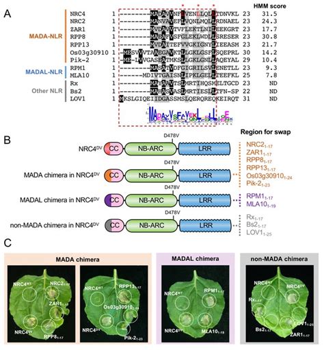 An N-terminal motif in NLR immune receptors is functionally conserved ... 