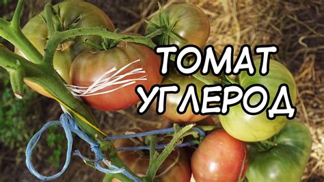 Томат Углерод. Победитель в номинации "Самый вкусный томат"! - YouTube
