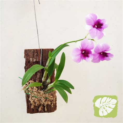 Wood Board For Mounting Plants Orchid Board Platycerium Staghorn Fern