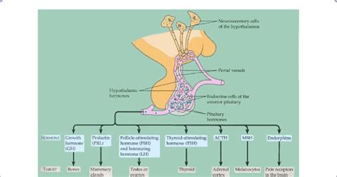 Hypothalamic Hormones