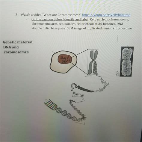 Solved 1. Watch a video about cell division: | Chegg.com 