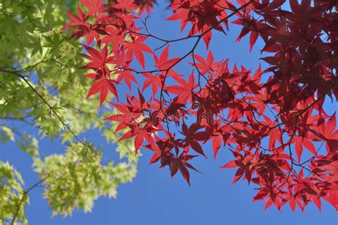 Low Angle Shot Of The Beautiful Red And Green Leaves Of Trees On A Blue