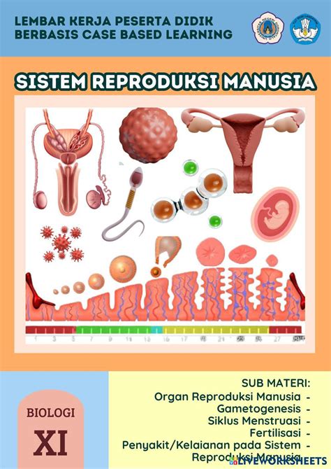 lkpd organ reproduksi manusia pertemuan   worksheets