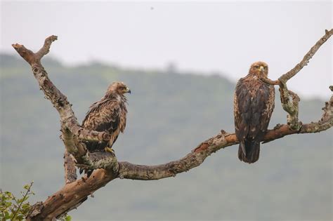 Por Qué las Águilas Vuelan Tan Alto Guia De Aves