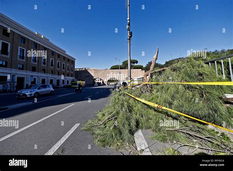 Albero Caduto Hi Res Stock Photography And Images Alamy