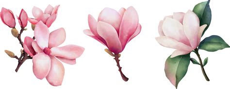 Hand Drawn Watercolor Pink Magnolia Flowers Isolated Illustration On A