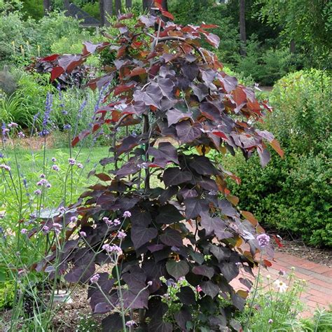 Buy American Redbud Cercis Canadensis Ruby Falls Pbr £4999 Delivery