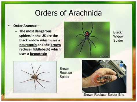 Ppt Arthropoda Powerpoint Presentation Free Download Id2012004