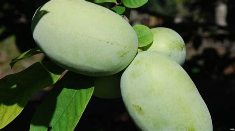 Paw Paws A Forgotten American Fruit Become Popular Again