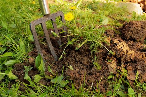 How to Remove Dandelions From Your Yard