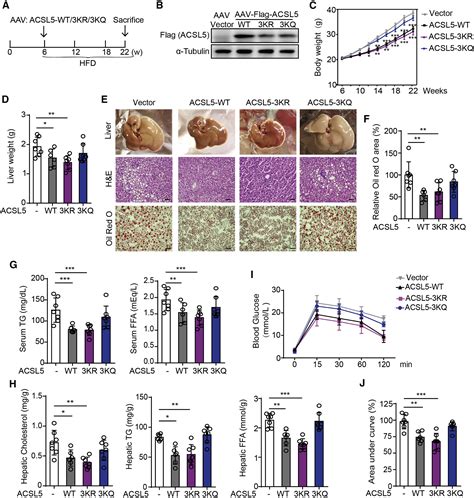 Cytoplasmic SIRT6-mediated ACSL5 deacetylation impedes nonalcoholic ... 