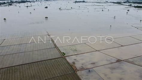 SAWAH TERDAMPAK BANJIR DI KABUPATEN BEKASI ANTARA Foto