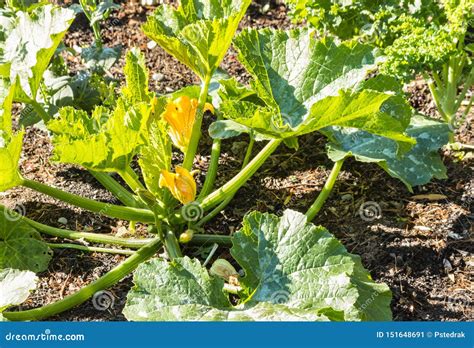 Planta Joven Del Calabac N Que Crece En Huerto Imagen De Archivo