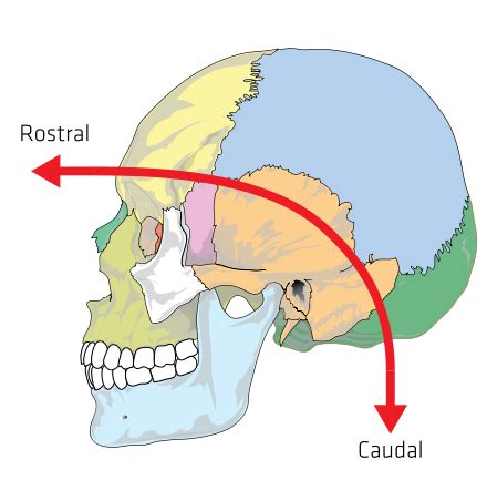 Anatomy _ AcademiaLab