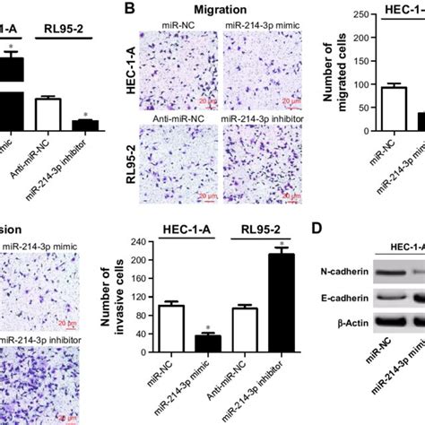 Mir P Inhibited Metastasis And Emt Of Ec Cells Notes Hec A