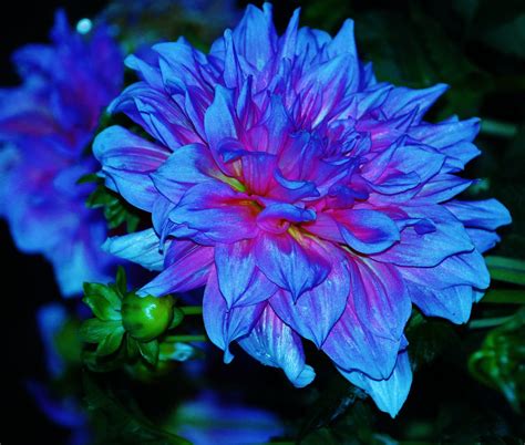 Blue Dahlia.....A True Dahlia?...... | I swear this is the l… | Flickr