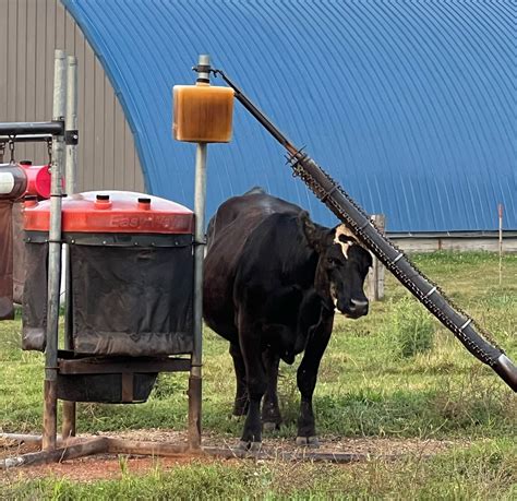 how to take care of cattle