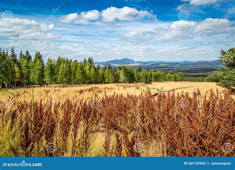 Fall tree landscapes stock photo. Image of amazing, aspens - 60130942