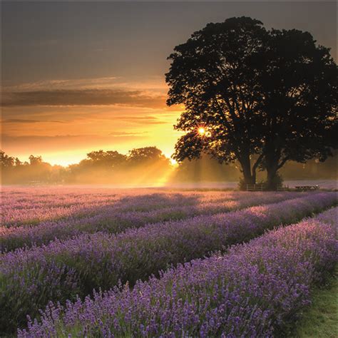 Lavender fields | OCD-UK