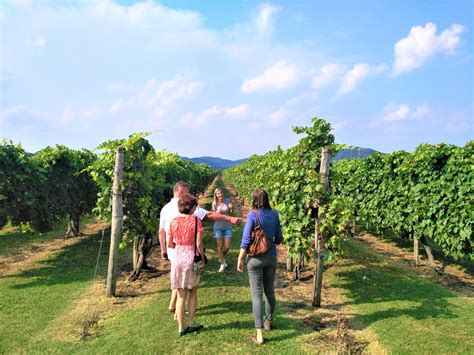 Wine Tour In The Euganean Hills Lovivo Tour Experience