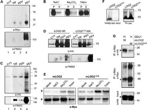 Analysis Of Membrane Localization And The Association Of Gdu1 And Log2