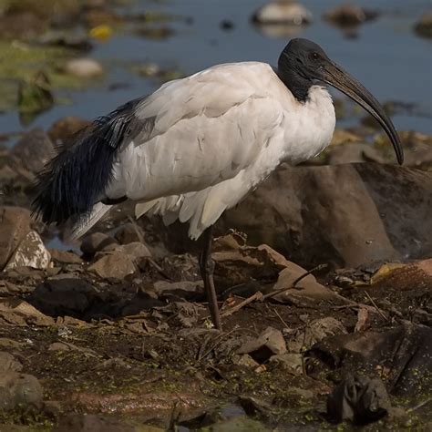 Sacred Ibis Birds Edusvetgobgt