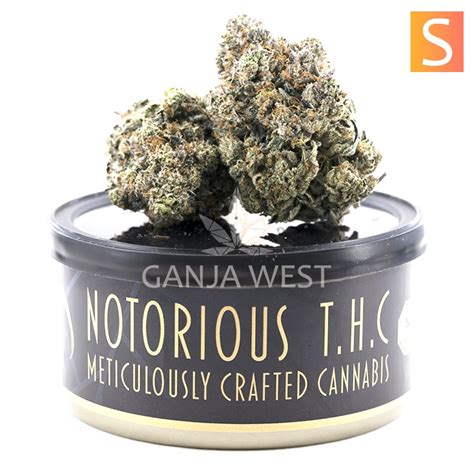 Notorious THC Craft Acai Berry Gelato 7 Grams Ganja West Online