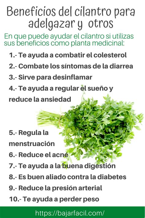 Plantas Medicinales Y Para Que Sirven Te Cilantro Images