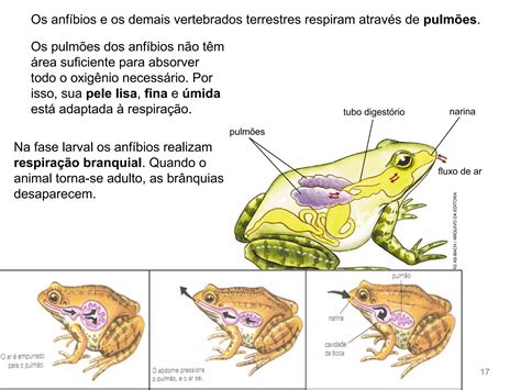 Aula Vertebrados I Peixes Anfíbios E Répteis Ppt