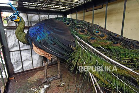 BKSDA Lepas Liarkan Tiga Burung Merak Hijau Di Ujung Kulon Republika