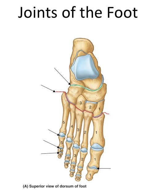 Joints of the Foot Diagram | Quizlet