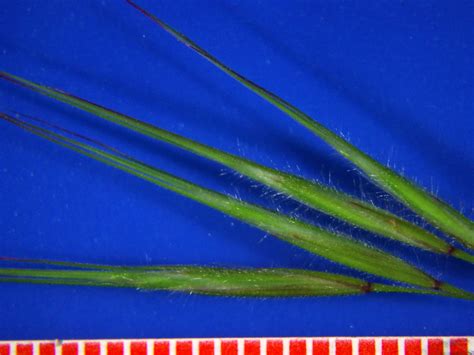 Bromus Tectorum Poaceae Image At Phytoimages Siu Edu