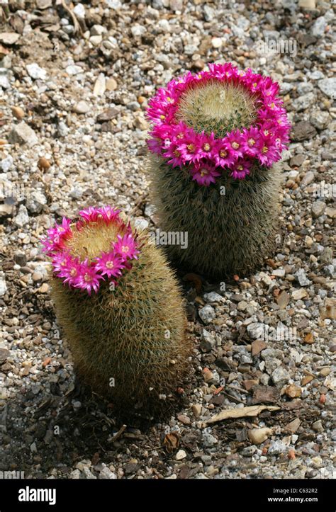 Cactus Mammillaria Nunezii Subsp Bella Cactaceae Mexico Stock Photo