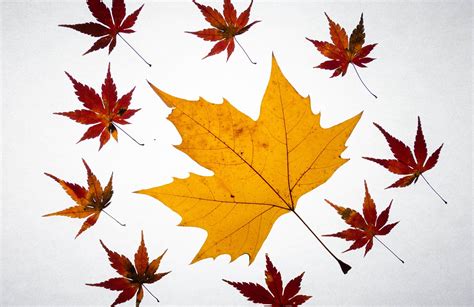 Maple Leaves Fall Pattern - Free photo on Pixabay - Pixabay