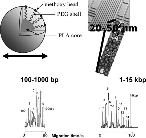 Nanoball structure and DNA separation by a nanoball solution in a ...