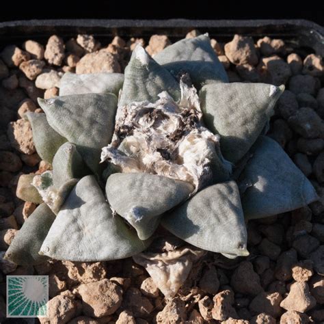 Ariocarpus Retusus SB68 Esemplare Cod 29821 In Vendita Vivaio