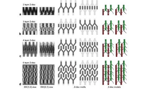 Structure of vertebrate muscle Z-discs. The figure is organised into ...