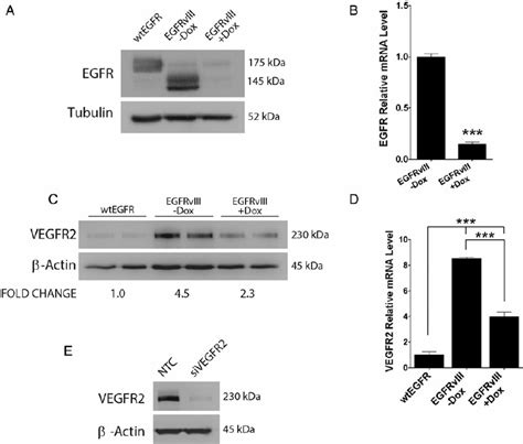 Egfrviii Neutralization In U Mg Gbm Cells Inhibits Vegfr Expression