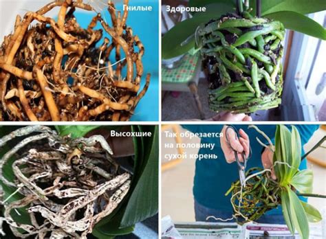 Урожайные грядки - Plodovie.ru | ВКонтакте